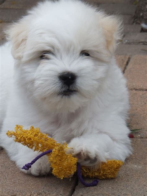 She is spayed and up to date with her vaccines. . Coton puppies available